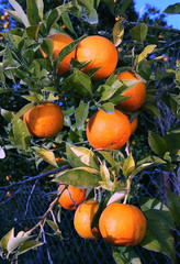 Fresh organic oranges from Mediterranean region
