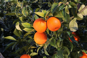 Fresh organic oranges from Mediterranean region