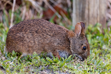 Marsh rabbit from the site and eat grass, Florida, USA