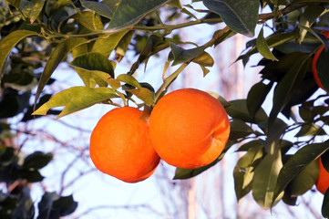 Fresh organic oranges from Mediterranean region