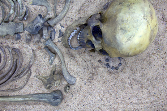 Skeleton (cranium) of young warrior