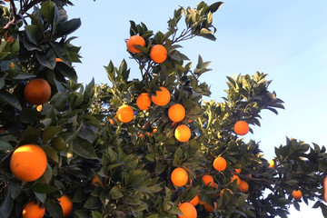 Fresh organic oranges from Mediterranean region