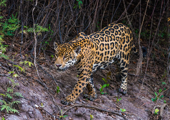 Naklejka na ściany i meble Jaguar walking along river bank-Pantanal Brazil
