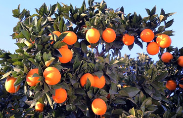 Fresh organic oranges from Mediterranean region