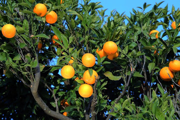 Fresh organic oranges from Mediterranean region