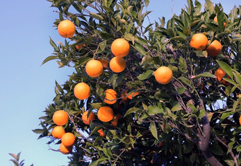 Fresh organic oranges from Mediterranean region