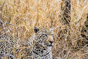 leopard lying in tall grass