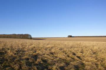 dry grasses and woodland