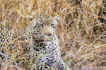 Leopard in profile lying in tall grass