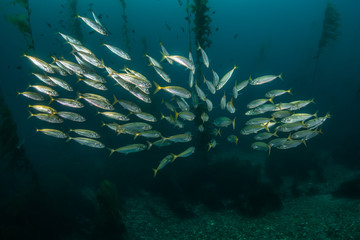 Fototapeta na wymiar School of Mackerel in Kelp