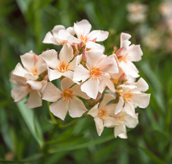 Yellow oleander in the garden