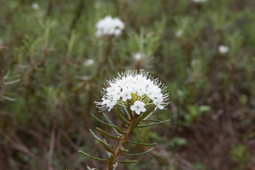 Labrador tea or wild rosemary.(Rhododendron tomentosum).Grows in the wild nature in the pine wood.Blossoming