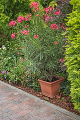 Fototapeta na wymiar Nice pink oleander in the garden