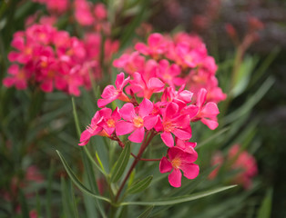 Nice pink oleander in the garden