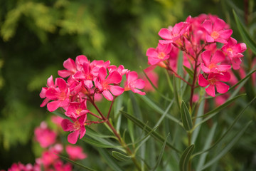 Nice pink oleander in the garden