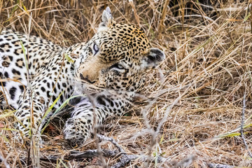 Leopard lying in tall grass - bue eyes
