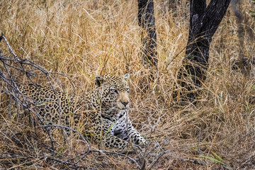 leopard lying in tall grass