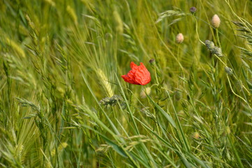 Mohnblume im Feld