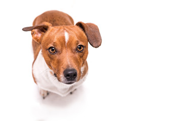Jack Russell Terrier 3 years old, hair style smooth - Cute small little dog - isolated against white background - Dog is looking up - funny perspective 