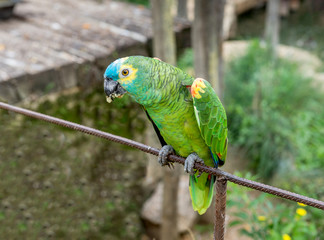 Parrot of the blue-faced Amazon
