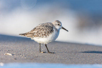 alpenstrandläufer am meer