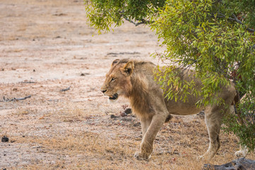 lion walking through bush veld