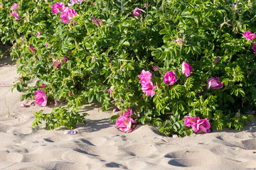 Fototapeta na wymiar Wild nature, Beach rose, Dogrose.