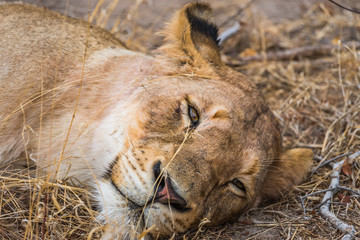 lioness portrait