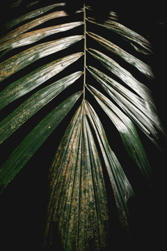 Arenga pinnata