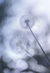 Dandelions przeciw pięknemu zamazanemu niebu - 187531652