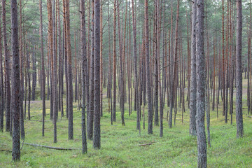 Pine wood in the spring. Landscape, Latvia.