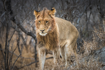 Young male lion on termite mound