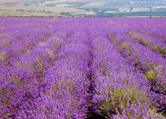 Fototapeta na wymiar Field of blooming lavender