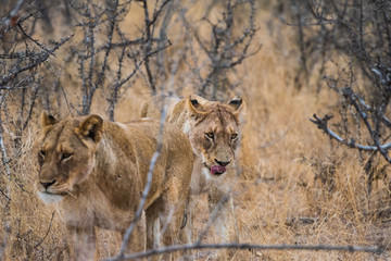 young lions walking through bush veld