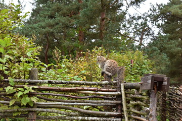 Cat on the fence