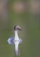 Silvery Grebe, Patagonia, Argentina