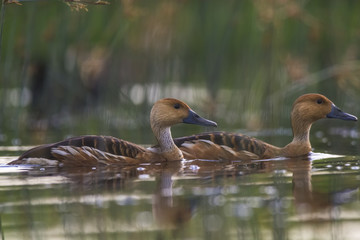 Fulvous whistling-duck
