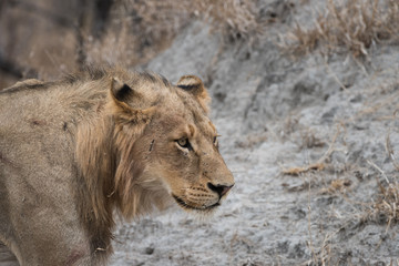 Young male lion portrait