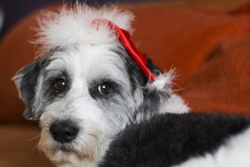 Vira-lata Natalino 02