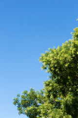 crown tree against the blue sky, outdoor nature park