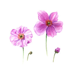 Obraz premium Watercolor anemone flowers and buds. Hand drawn single flower isolated on white background. Artistic floral element. Botany illustration