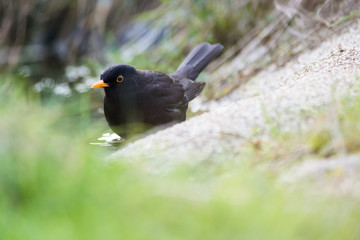 European common blackbird bathing in a puddle of water