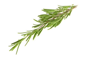 Fresh green sprig of rosemary isolated on a white background