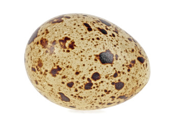 Single quail egg isolated over white background