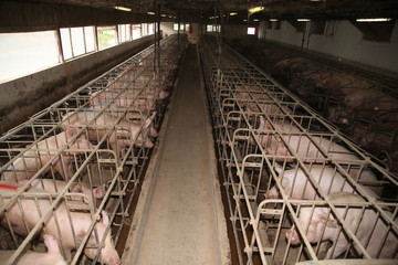 Sows in stable at an industrial animal farm