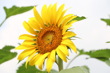 Fototapeta premium Sunflower blooming with insects closed up on white background