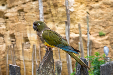 Naklejka premium Papuga Kakapo lub Sowa (Amazon)