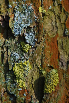 Moos am Baum