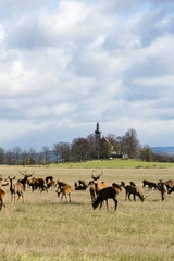 Herd of deer with church in background, sunny autumn day, Czech Republic