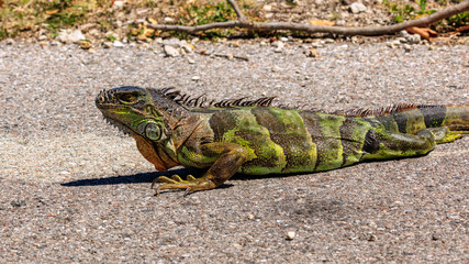 Iguana creeping on the street, portrait from site, Florida, USA